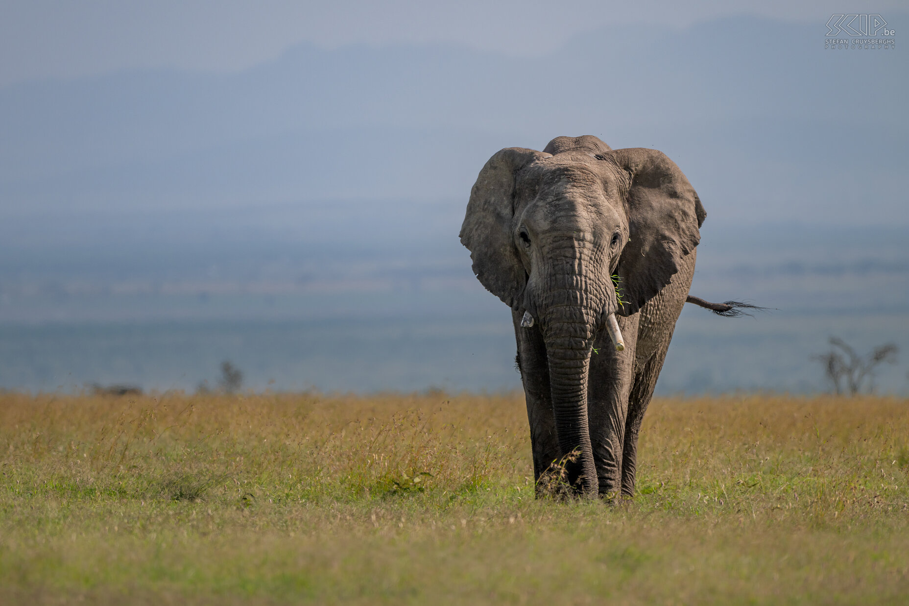 Ol Pejeta - Elephant  Stefan Cruysberghs